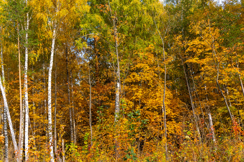 Autumn landscape, forest in autumn, yellow leaves. Beautiful background or screen saver on the phone and computer