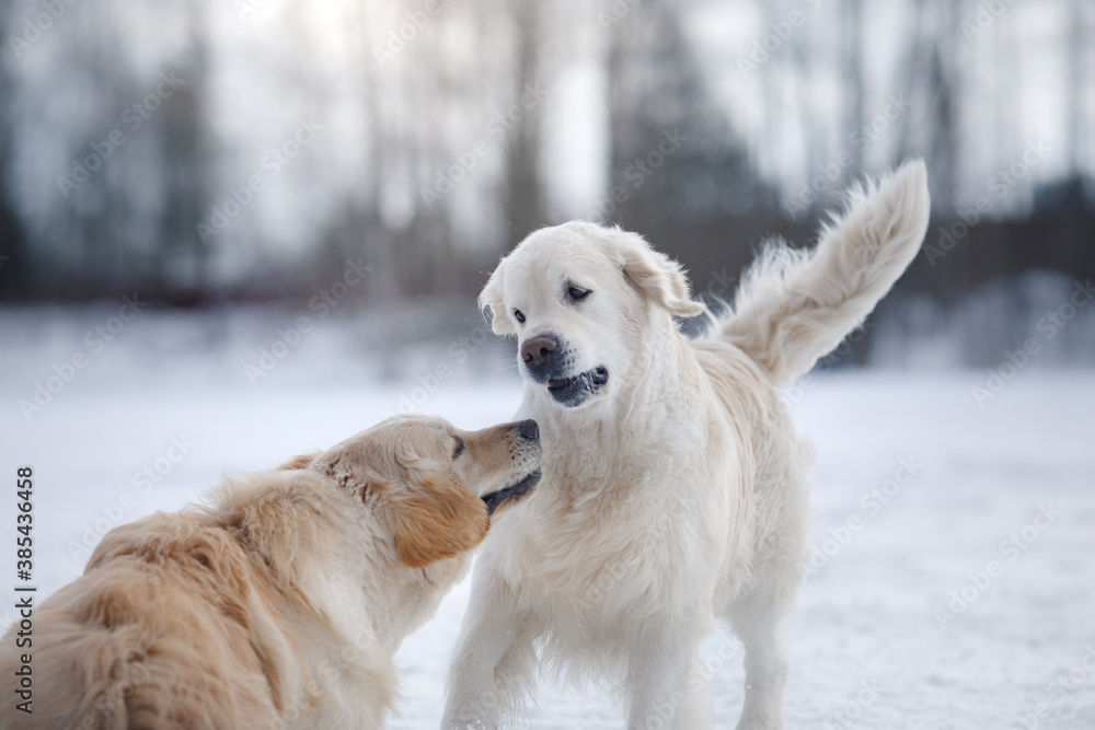 two dogs in the winter in the snow. Golden retriever plays in nature, outdoors