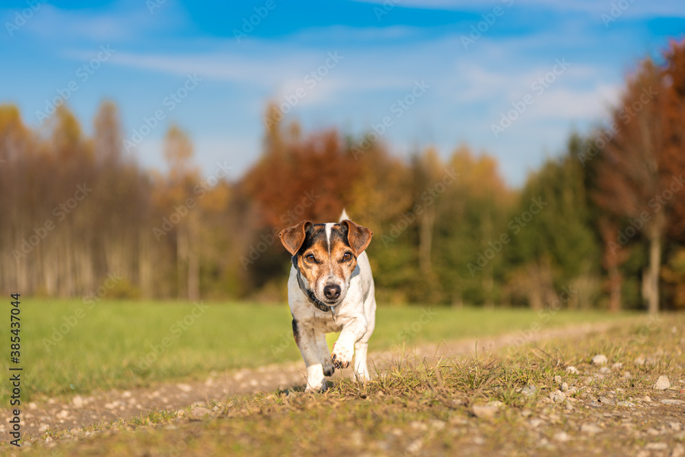 Little cute Jack Russell Terrier runs joyfully over a road beside the meadow in the autumn season Little cute Jack Russell Terrier runs joyfully over a road beside the meadow in the autumn season