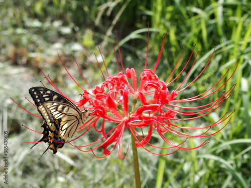 red spider lily with swallowtail butterfly