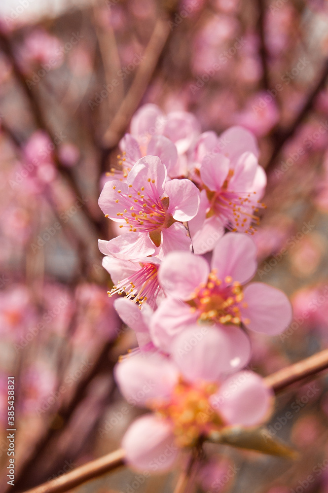 Fototapeta premium pink cherry blossom