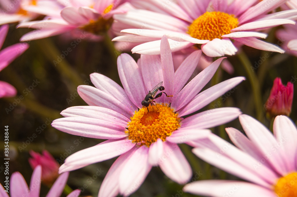 pink daisy flower and a bee. pink daisy flower and a bee.