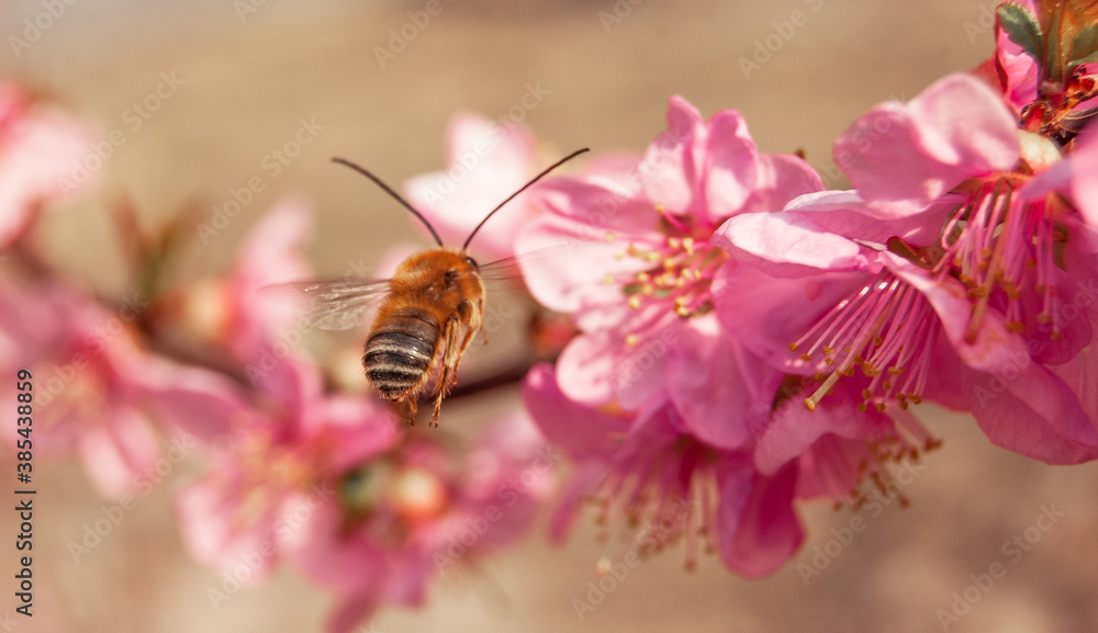Fototapeta premium cherry blossom and a bee