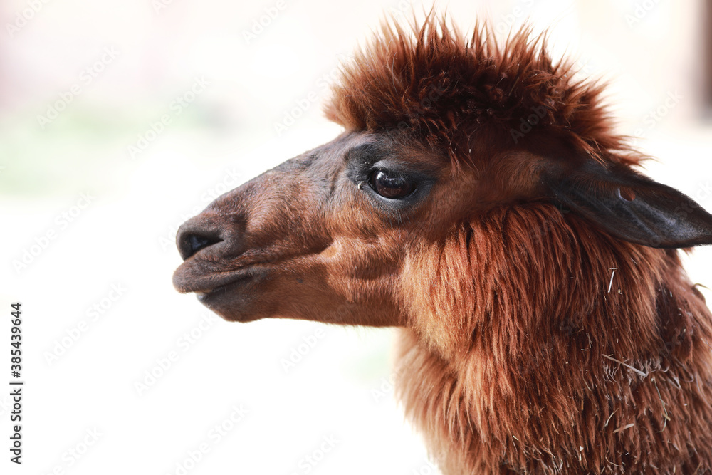 Fototapeta premium portrait of a camel looking away