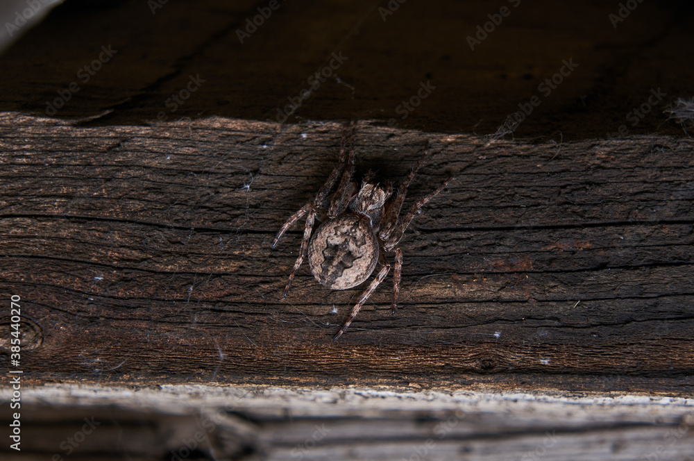 Obraz premium Close-up night photo of a spider. Wood texture in the background.