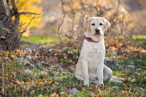 Beige labrador dog outdoors in the autumn forest. High quality photo.