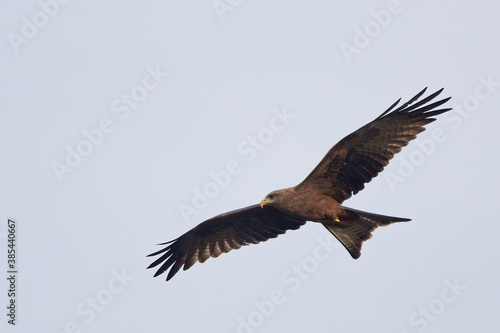 Yellow-billed Kite  Milvus aegyptius  in flight  Gambia.