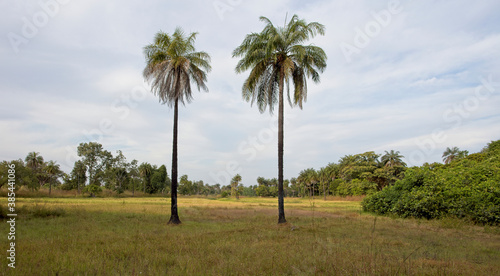 Former rice paddyfields and palm trees, Gambia.