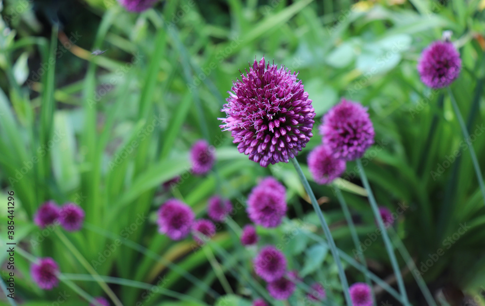 Allium Drumstick, also known as sphaerocephalon, produces two-toned, Burgundy-Green flower heads. The flowers open green, then start to turn purple. Amaryllidaceae family. Allium Drumstick, also known as sphaerocephalon, produces two-toned, Burgundy-Green flower heads. The flowers open green, then start to turn purple. Amaryllidaceae family.