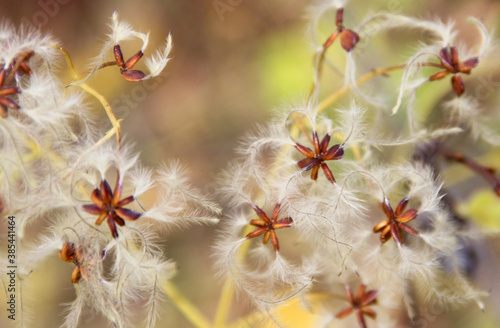  a dandelion