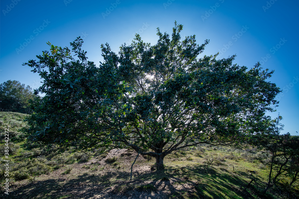 Fototapeta premium Rural dry bush and grassland with blue cloudless skyline landscape in South Holland, Leiden, NL