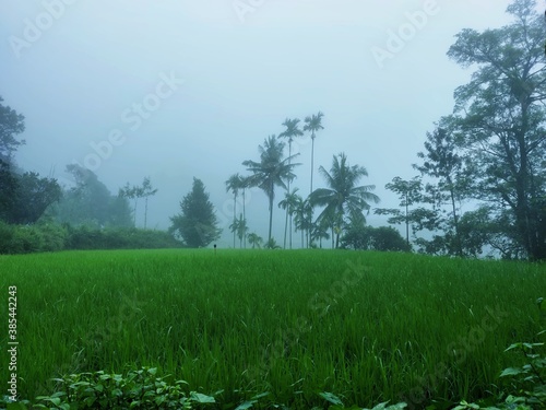 white visible fog found in background of  green natural paddy field with tress besides in Coorg  Karnataka. In the month of October coorg is filled with foggy and mist with beautiful climate.