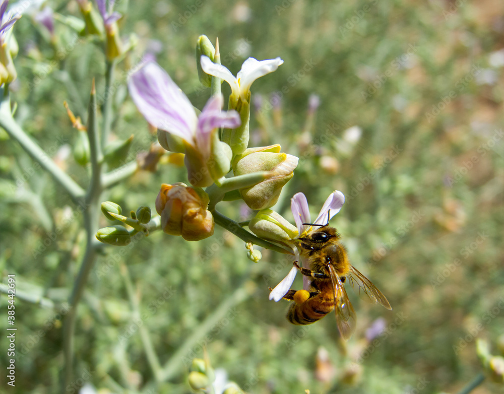 a honey bee pollinating for purple wild flowers. a honey bee pollinating for purple wild flowers.