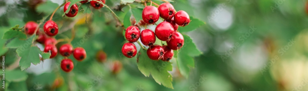 Hawthorn with red fruit, Crataegus monogyna, . Natural beautiful banner. Hawthorn with red fruit, Crataegus monogyna, . Natural beautiful banner.