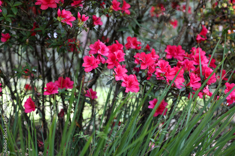 Beautiful display of bright pink Azelea flowers in a garden setting