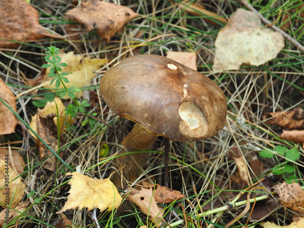 Mushroom in autumn foliage and grass. Fall. Ural. Russia. Perm Territory, Elovo Mushroom in autumn foliage and grass. Fall. Ural. Russia. Perm Territory, Elovo