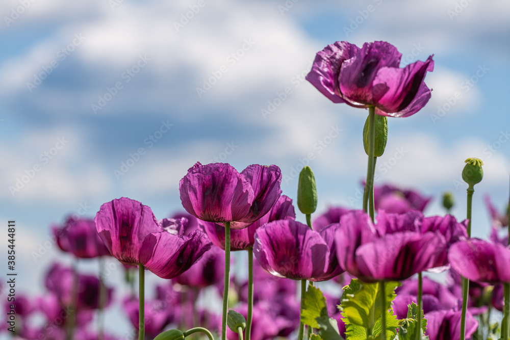 purple breadseed poppy (Papaver somniferum) flowers in the field against the sky purple breadseed poppy (Papaver somniferum) flowers in the field against the sky