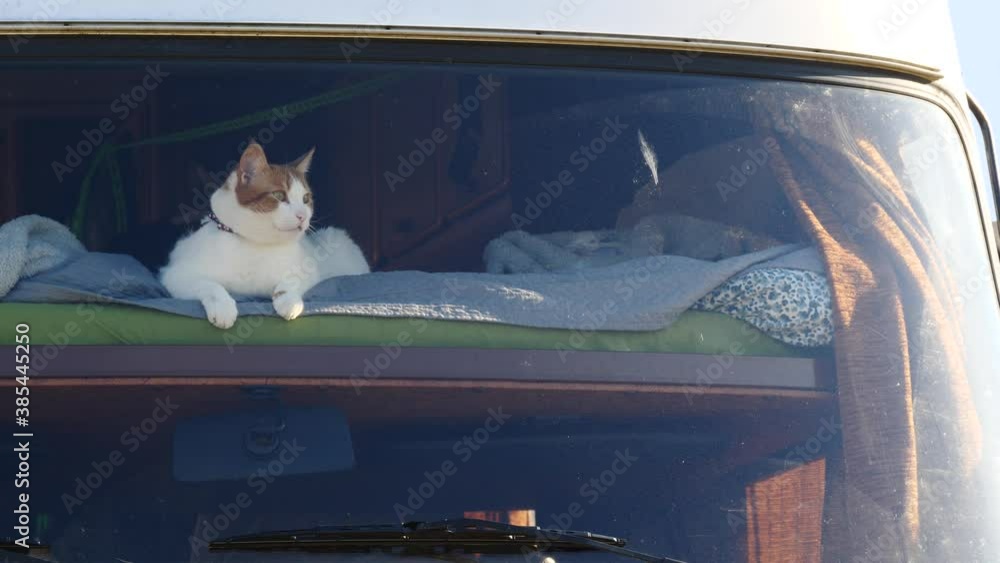 Cat laying on bed in rv integra camper car and looking around trought ...