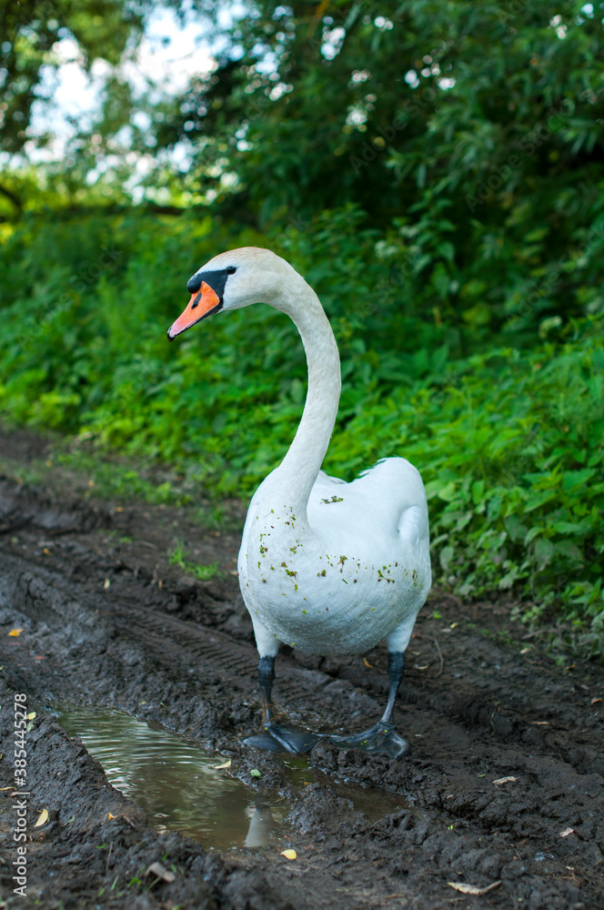 White swan onlake shore. Swan on beach. Swan on shore White swan onlake shore. Swan on beach. Swan on shore