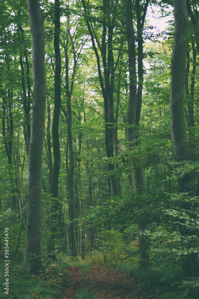 Fototapeta premium The road in the forest - mysterious landscape