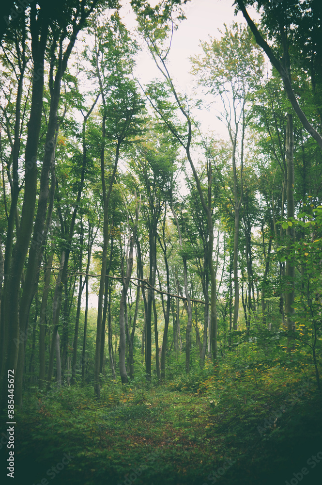 The road in the forest - mysterious landscape The road in the forest - mysterious landscape