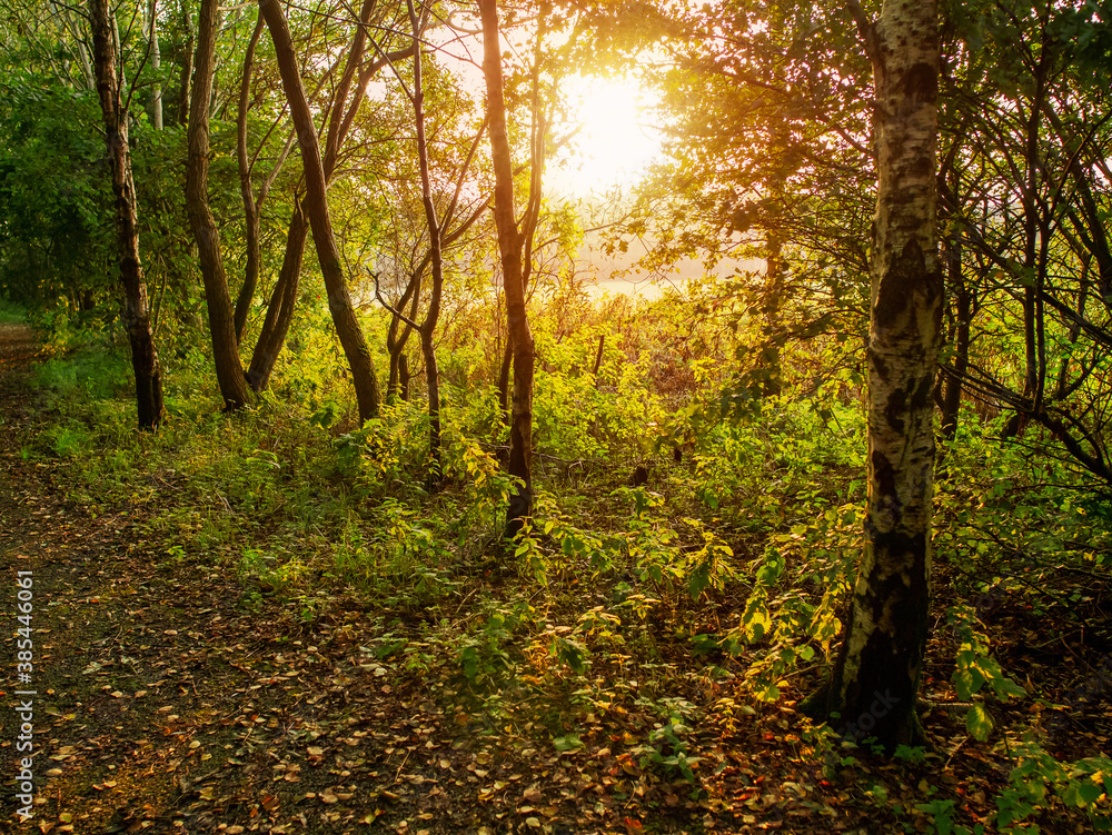 Sun shines through a trees in a park at sunset. Nobody. Nature background