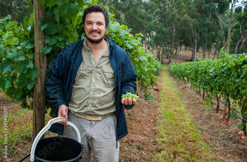 Australian/Argentinian winemaker and viticulturist picks Chardonnay grapes at the vineyard in Lenswood the Adelaide Hills of South Australia photo