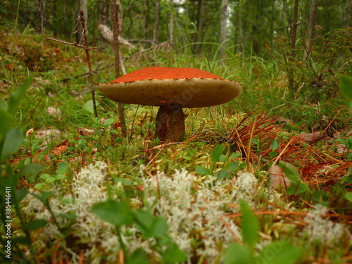 mushrooms in the forest