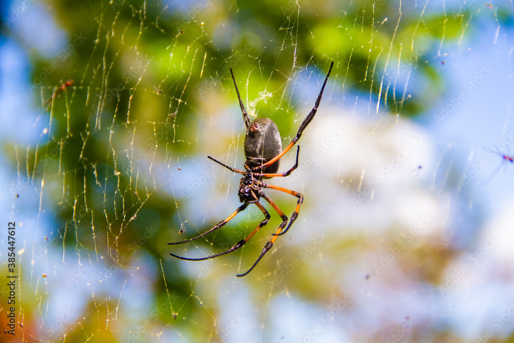 Grosse Araignée tropicale de l'île de la Réunion nommée Bib sur sa toile dans la nature de la montagne Grosse Araignée tropicale de l'île de la Réunion nommée Bib sur sa toile dans la nature de la montagne