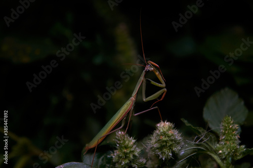 Green mantis posing in the night. Close-up photo of the mantis.