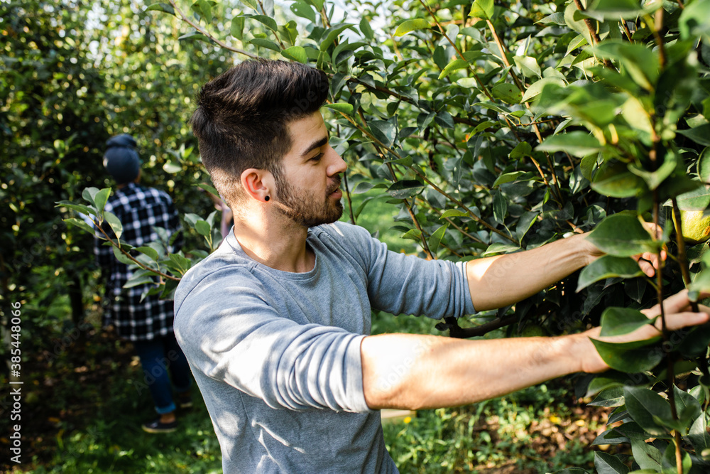 Young male farmer examining quality of pears in orchard. Young male farmer examining quality of pears in orchard.