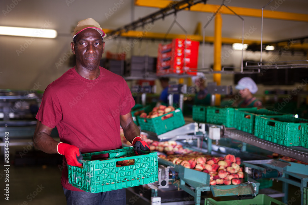 Portrait of positive African American worker working at fruit warehouse carrying box with peaches in storage