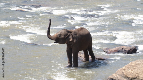 Just a baby elephant having a bath