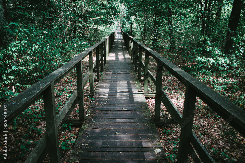 Footpath through the forest