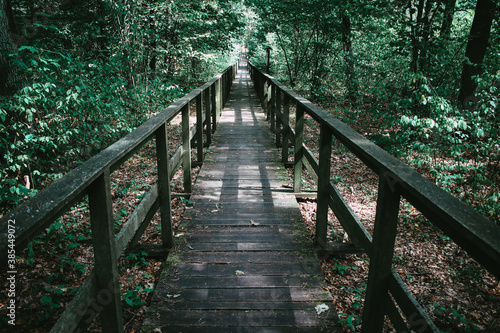 Footpath through the forest