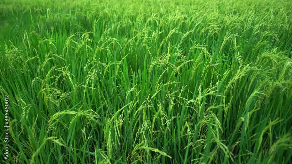 Scenic Rice Field in asia Thailand Scenic Rice Field in asia Thailand