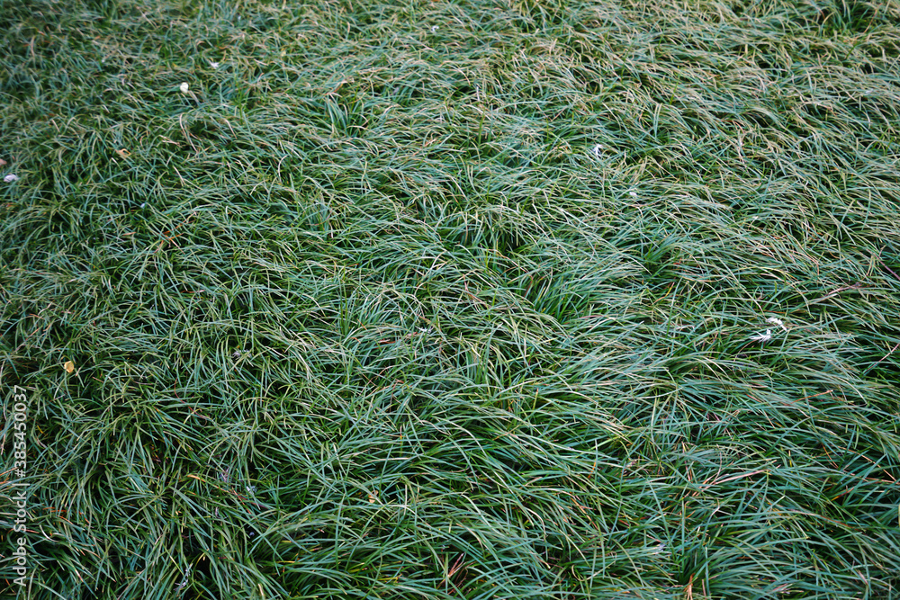 Close up green plant with grassy ground Close up green plant with grassy ground