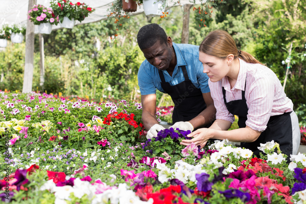 Man and woman florists working in sunny greenhouse full of flowers
