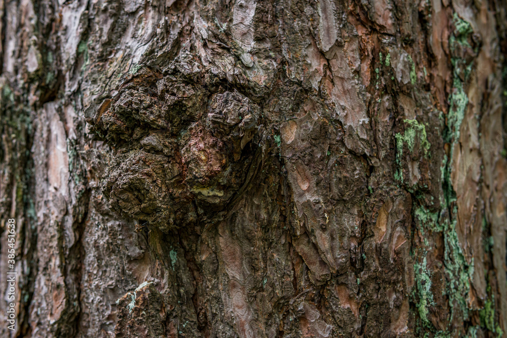 pine softwood tree texture background in mixed forest pine softwood tree texture background in mixed forest
