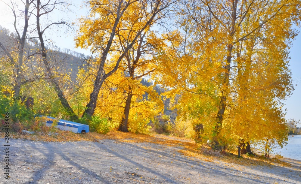 Fototapeta premium autumn in the forest