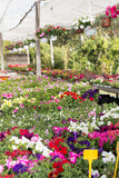 Variety of flowering plants cultivated in modern hothouse