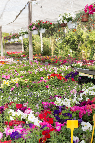 Variety of flowering plants cultivated in modern hothouse