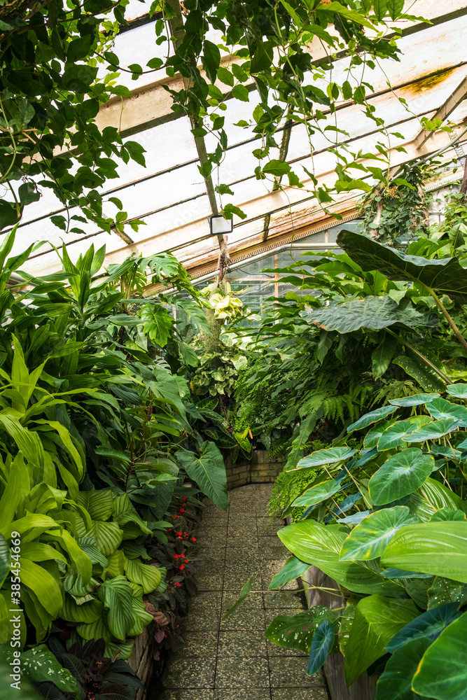 Botanical garden, exotic plants tropicarium greenhouse. Humid environment. Lush greenery.
