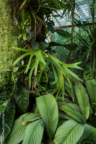 Botanical garden, exotic plants tropicarium greenhouse. Humid environment. Lush greenery. photo