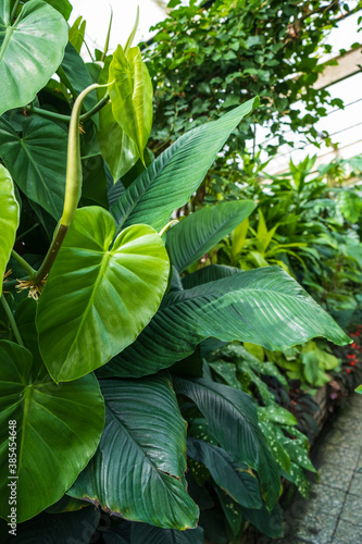 Fotografie Botanical garden, exotic plants tropicarium greenhouse
