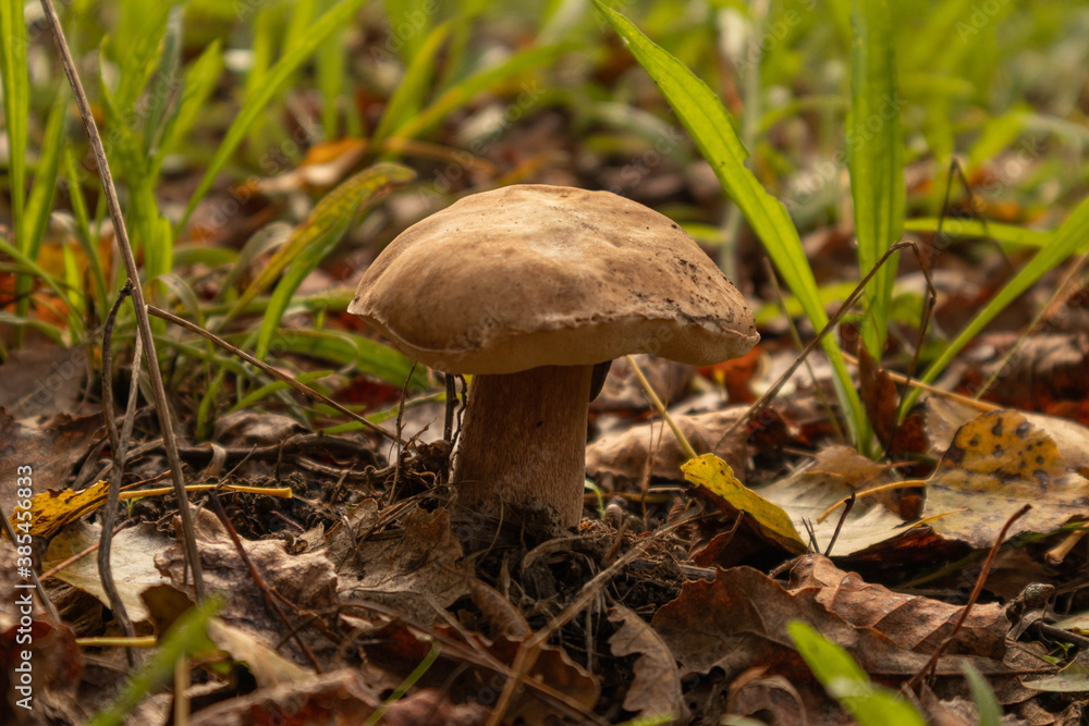 Mushrooms among the grass in the morning Mushrooms among the grass in the morning