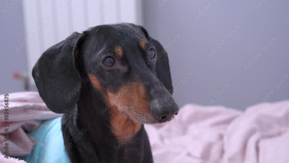 Cute dachshund woke up late in the morning. Dog gets out from under warm blanket and looks around trying to figure out what to do all day at home alone. Pet waits for breakfast and whines. Cute dachshund woke up late in the morning. Dog gets out from under warm blanket and looks around trying to figure out what to do all day at home alone. Pet waits for breakfast and whines.