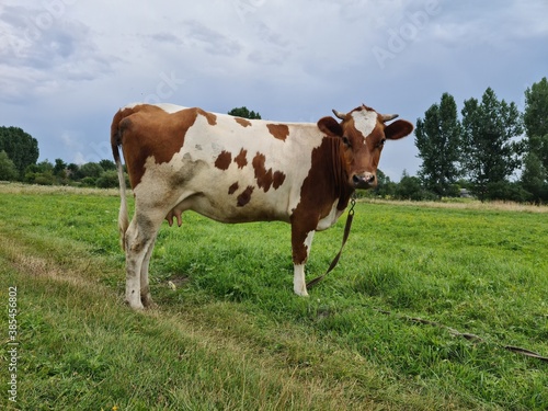 cows in the field © Андрей варениця