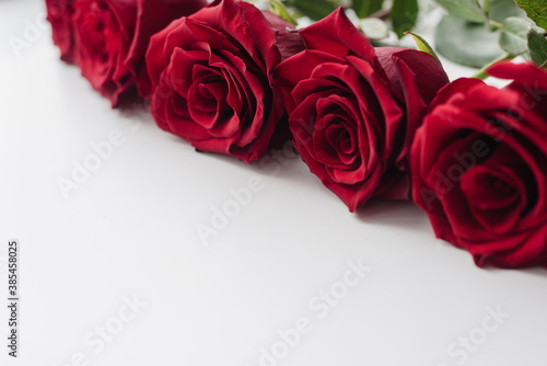 red roses on white background  Red roses