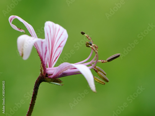 Wallpaper Mural Single pink flower from a herbaceous perennial dictamnus albus  in the wild Torontodigital.ca